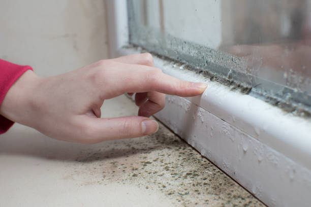 Best Forensic Mold Investigation  in Medford, NY